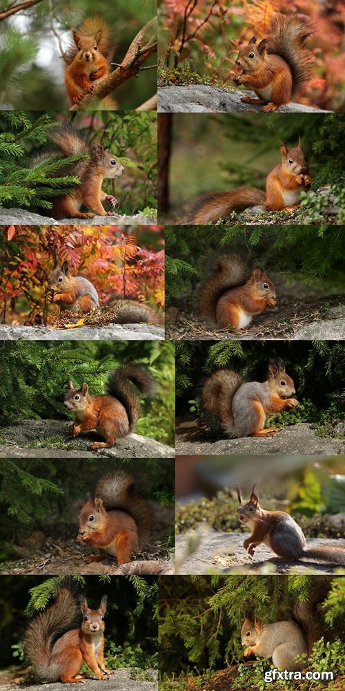 Cute red squirrel turning grey in autumn