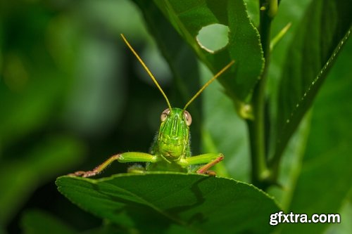 Collection locust grasshopper insect pest 25 HQ Jpeg