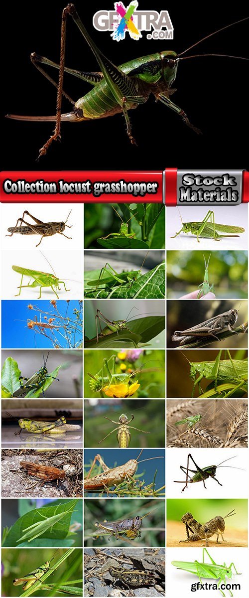 Collection locust grasshopper insect pest 25 HQ Jpeg