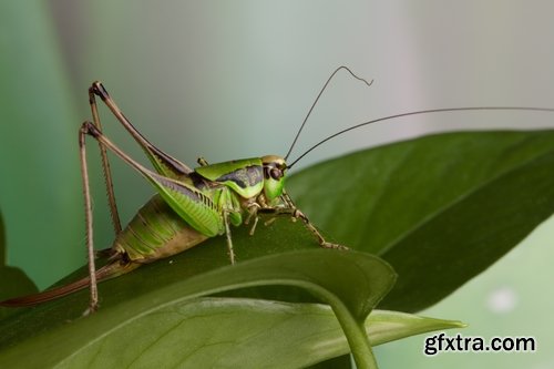 Collection locust grasshopper insect pest 25 HQ Jpeg