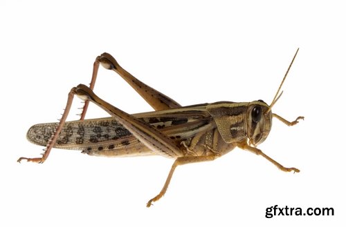 Collection locust grasshopper insect pest 25 HQ Jpeg