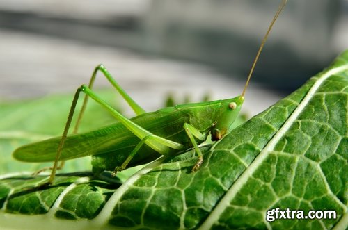 Collection locust grasshopper insect pest 25 HQ Jpeg