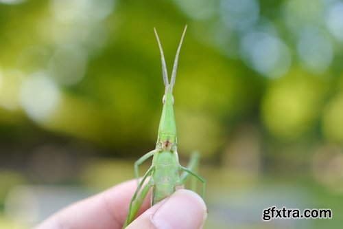 Collection locust grasshopper insect pest 25 HQ Jpeg