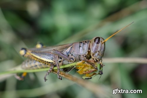 Collection locust grasshopper insect pest 25 HQ Jpeg