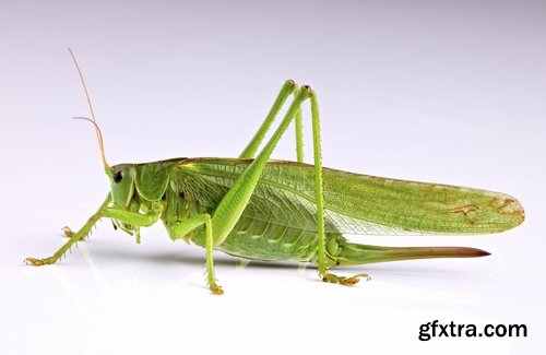 Collection locust grasshopper insect pest 25 HQ Jpeg