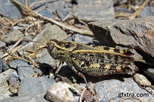 Collection locust grasshopper insect pest 25 HQ Jpeg