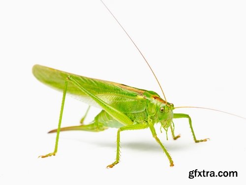 Collection locust grasshopper insect pest 25 HQ Jpeg