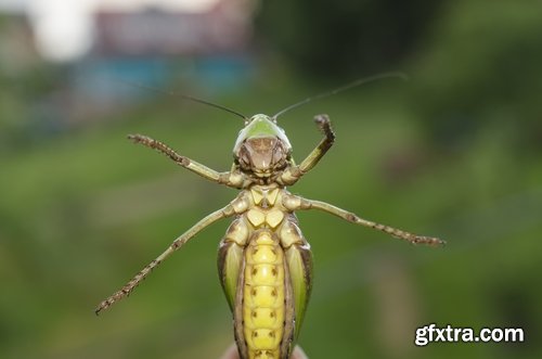 Collection locust grasshopper insect pest 25 HQ Jpeg