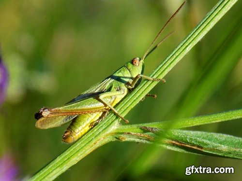 Collection locust grasshopper insect pest 25 HQ Jpeg