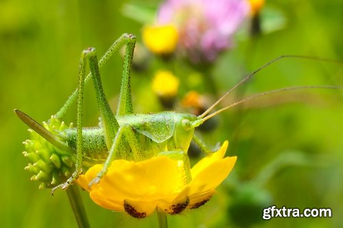 Collection locust grasshopper insect pest 25 HQ Jpeg