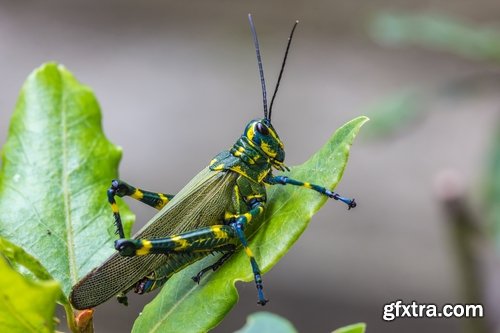 Collection locust grasshopper insect pest 25 HQ Jpeg