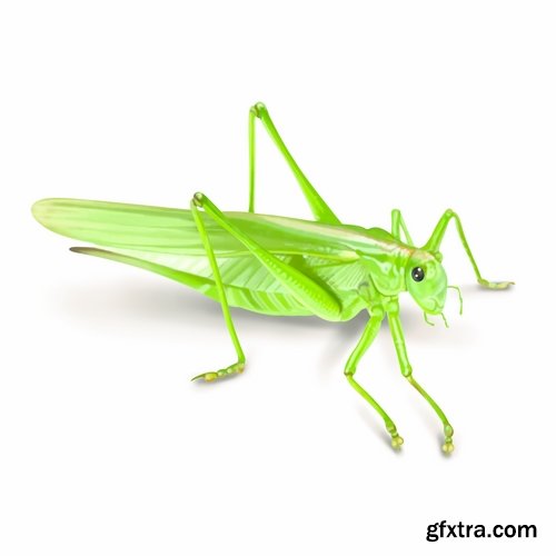 Collection locust grasshopper insect pest 25 HQ Jpeg