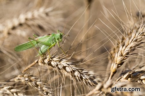 Collection locust grasshopper insect pest 25 HQ Jpeg