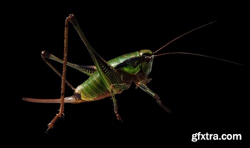 Collection locust grasshopper insect pest 25 HQ Jpeg