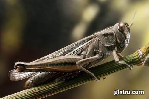 Collection locust grasshopper insect pest 25 HQ Jpeg