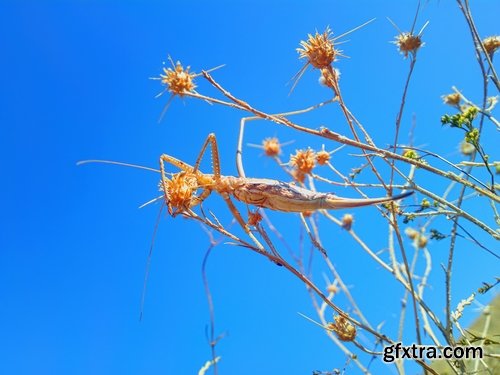 Collection locust grasshopper insect pest 25 HQ Jpeg