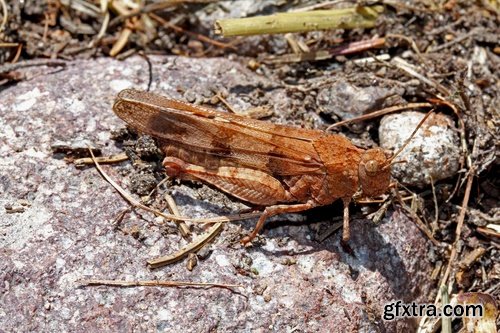 Collection locust grasshopper insect pest 25 HQ Jpeg