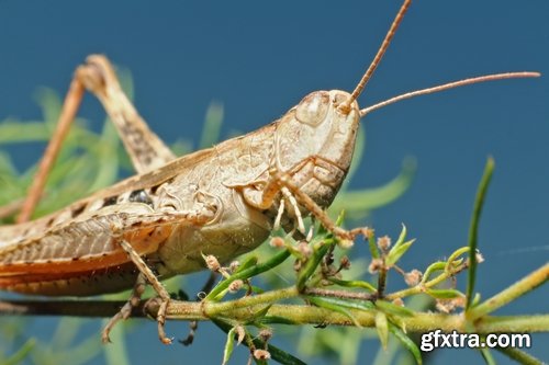 Collection locust grasshopper insect pest 25 HQ Jpeg