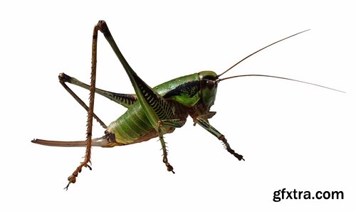 Collection locust grasshopper insect pest 25 HQ Jpeg