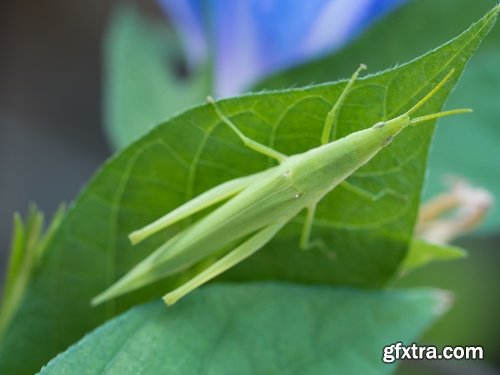 Collection locust grasshopper insect pest 25 HQ Jpeg