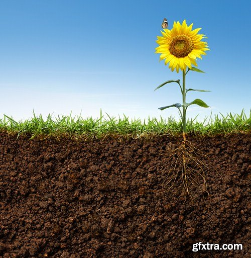 Grass and soil, 10 UHQ JPEG