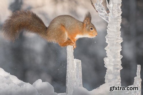 Collection Icicle frozen water roof 25 HQ Jpeg