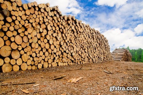 Collection sawmill production of wood a tree felling timber 25 HQ Jpeg