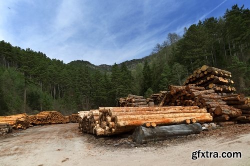 Collection sawmill production of wood a tree felling timber 25 HQ Jpeg