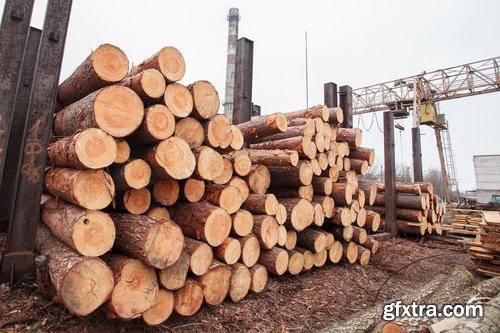 Collection sawmill production of wood a tree felling timber 25 HQ Jpeg