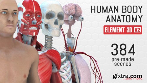 Videohive - Human Body Anatomy - 18254375