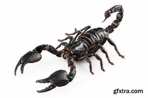 Collection scorpion sting venom arthropod chitin carapace armor 25 HQ Jpeg