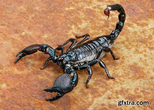 Collection scorpion sting venom arthropod chitin carapace armor 25 HQ Jpeg