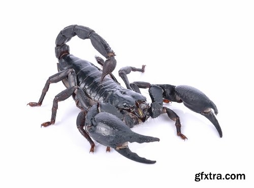 Collection scorpion sting venom arthropod chitin carapace armor 25 HQ Jpeg