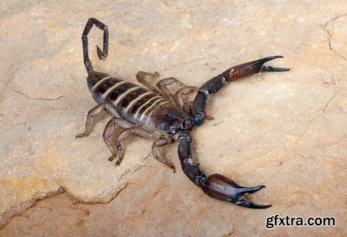 Collection scorpion sting venom arthropod chitin carapace armor 25 HQ Jpeg