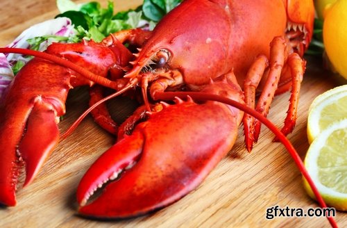 Collection of seafood dish Omar lobster shrimp cancer red fish mussel oyster 25 HQ Jpeg