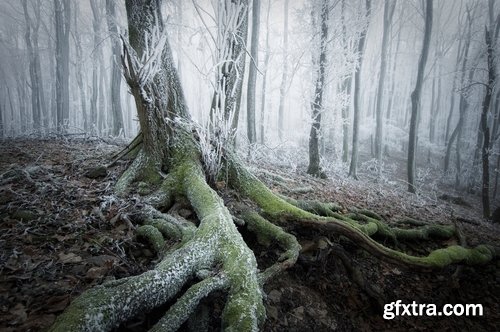 Collection of winter forest snow tree sunrise snowfall 25 HQ Jpeg