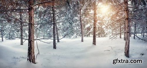 Collection of winter forest snow tree sunrise snowfall 25 HQ Jpeg