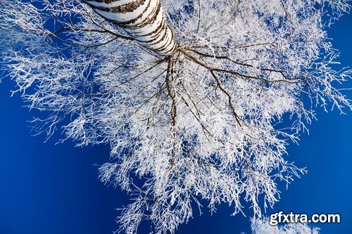 Collection of winter forest snow tree sunrise snowfall 25 HQ Jpeg