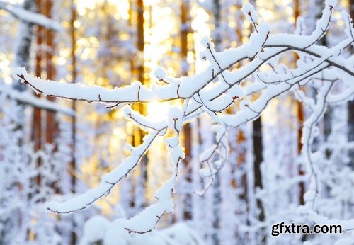 Collection of winter forest snow tree sunrise snowfall 25 HQ Jpeg