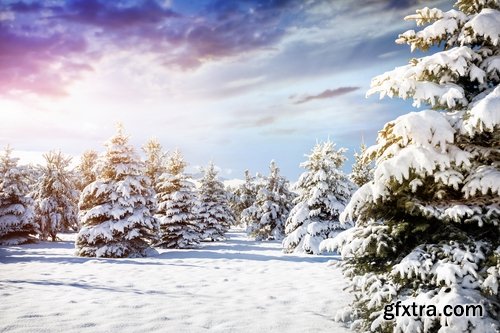 Collection of winter forest snow tree sunrise snowfall 25 HQ Jpeg