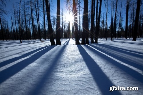 Collection of winter forest snow tree sunrise snowfall 25 HQ Jpeg