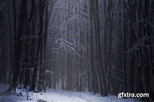 Collection of winter forest snow tree sunrise snowfall 25 HQ Jpeg