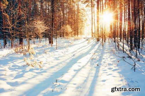 Collection of winter forest snow tree sunrise snowfall 25 HQ Jpeg