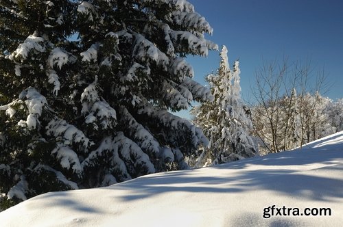 Collection of winter forest snow tree sunrise snowfall 25 HQ Jpeg