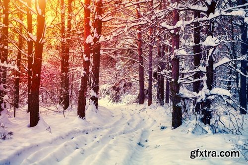 Collection of winter forest snow tree sunrise snowfall 25 HQ Jpeg