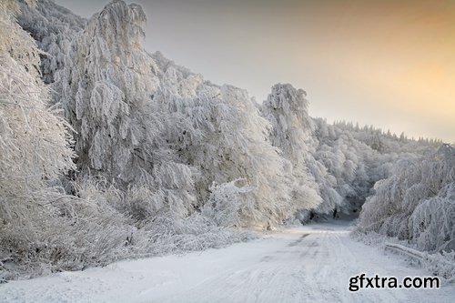 Collection of winter forest snow tree sunrise snowfall 25 HQ Jpeg