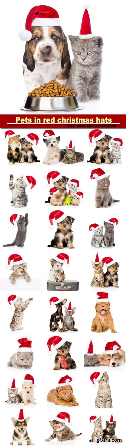 Group of pets in red christmas hats, isolated on white background