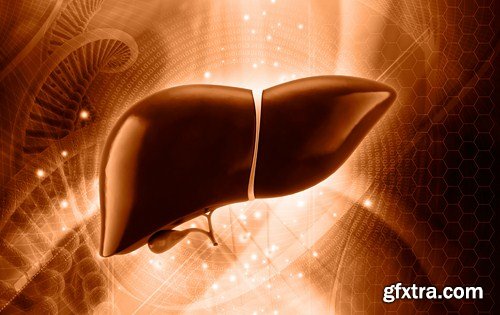 Liver, 10 UHQ JPEG