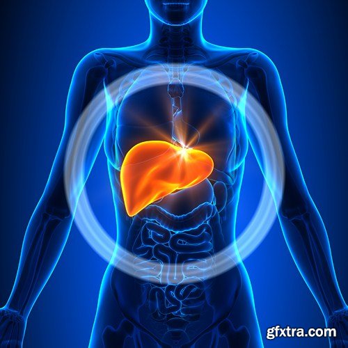 Liver, 10 UHQ JPEG