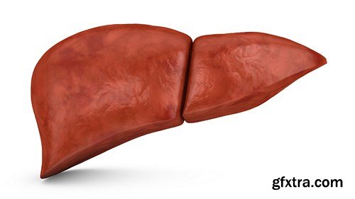 Liver, 10 UHQ JPEG